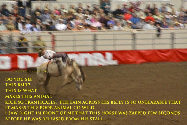 Please do not put any Cow Palace rodeo animals at risk of injury. Just say no to this form of entertainment.