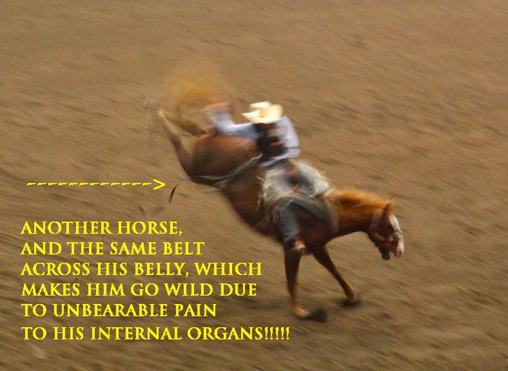 Please do not put any Cow Palace rodeo animals at risk of injury. Just say no to this form of entertainment.